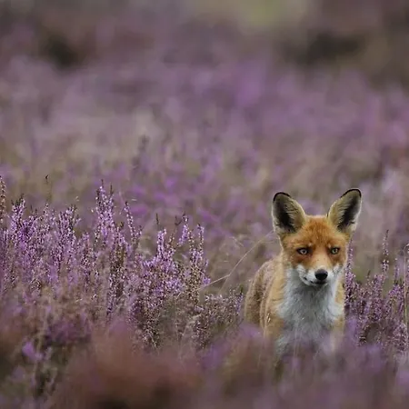 Ferienhaus Luxchalet Vaju Ijsselview Direkt Am Fluss See Pool Park *