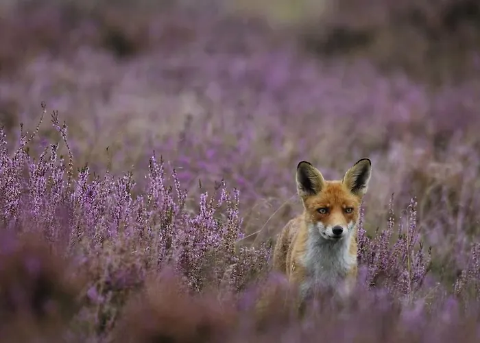 Ferienhaus Luxchalet Vaju Ijsselview Direkt Am Fluss See Pool Park *
